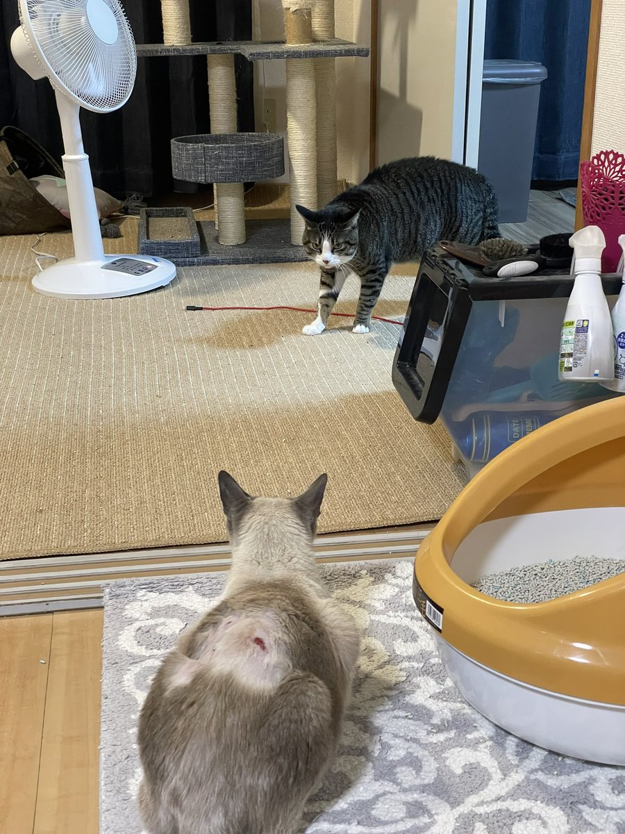 れぞ Pa Twitter 保護猫のけがの消毒をしてちょっと目を離したら この状況どうすっぺかな