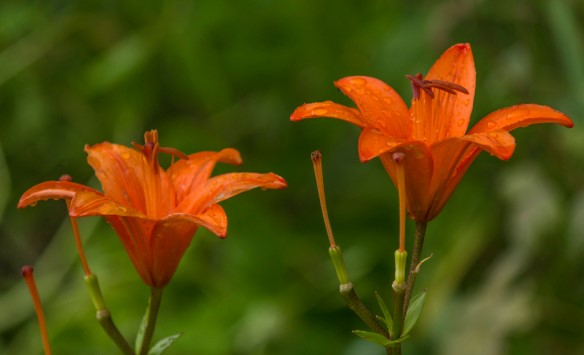 MarcusBerginGardening tweet media