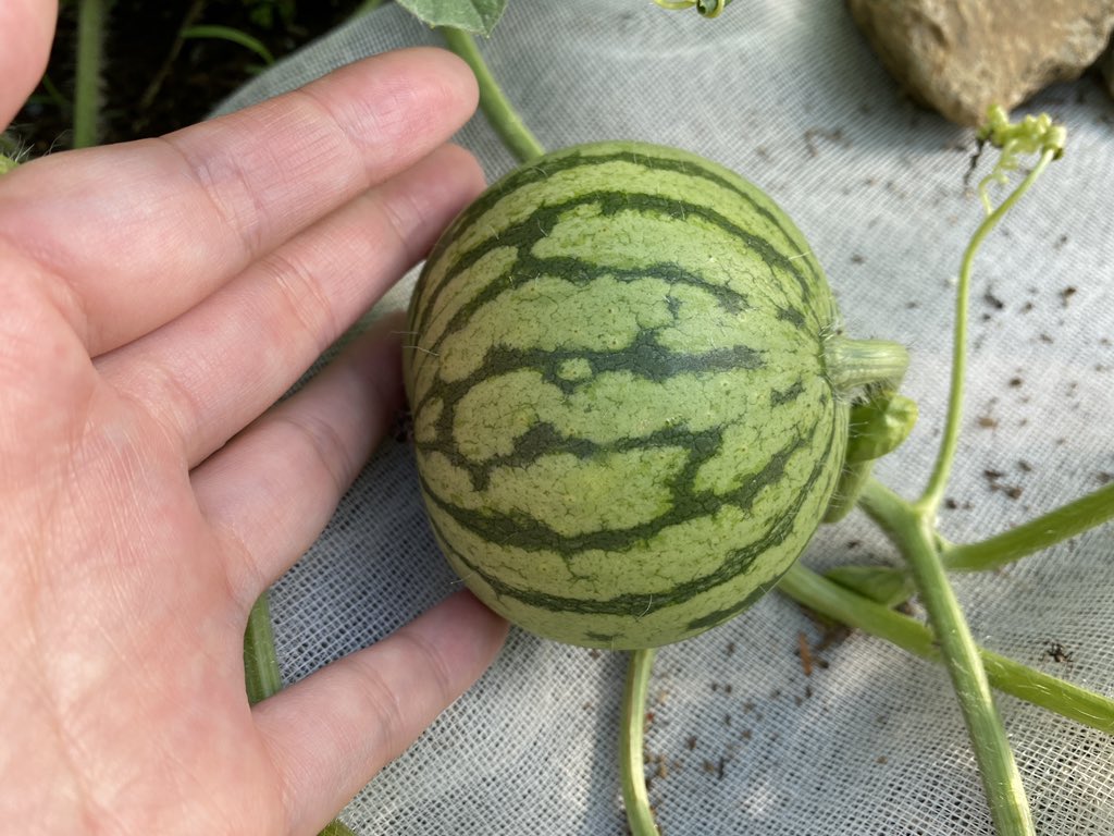 丹精込めて育てたスイカを切ったら食べ頃じゃなく真っ白だった 白いスイカの美味しい食べ方や収穫時期など有識者からアドバイスが届く Togetter
