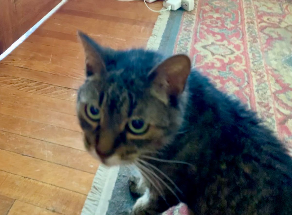 jbarson's tweet image. Goodbye Sadie, thanks for bringing more love to our lives.