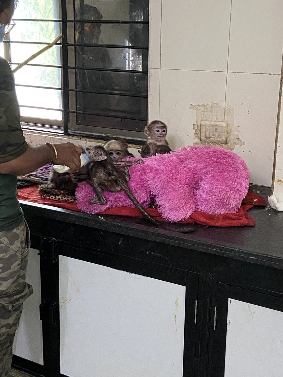 bindal_ruchi's tweet photo. Orphan monkeys are being rescued and taken care of by the Forest department, Ahmedabad at the Wildlife Care Centre. We share the planet,not own it. #onehealth @CCF_Ahmedabad https://t.co/3mIEuA1R4p