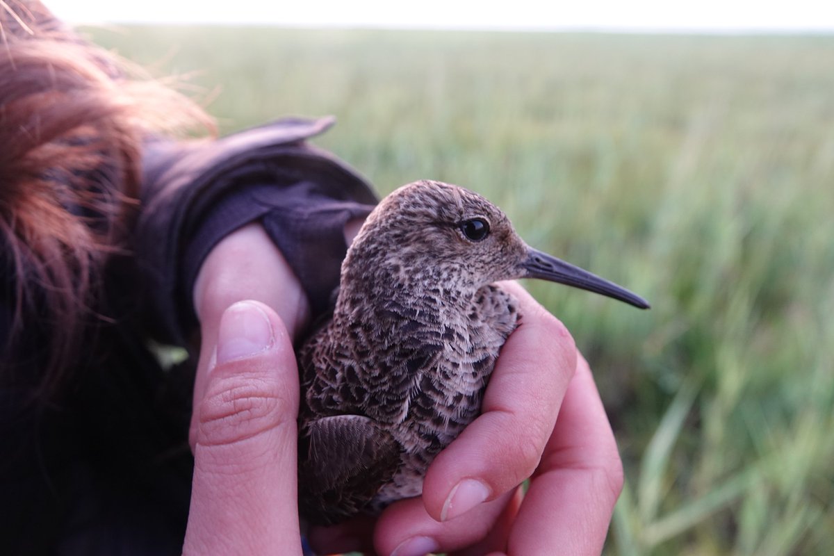 KoivulaKari's tweet photo. Midnight #ruff ringing session in the shortest night of the year @Liminganlahti. @HannaAlgora processing the bird, rest of the guys obviously taking notes. #SummerSolstice2021 #ruffproject #ornithology https://t.co/T3QIcOMg6g