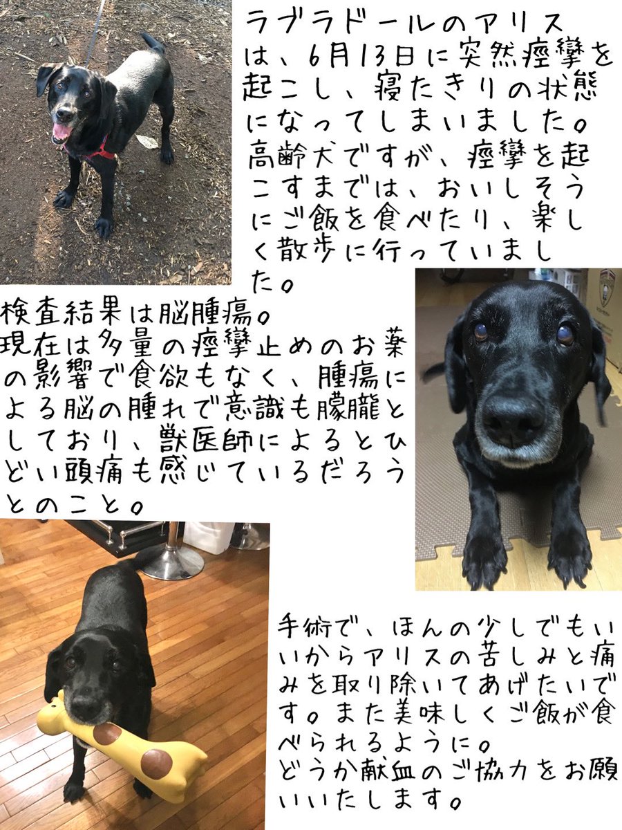 くう Pa Twitter Rt Parsley4 大至急 供血犬募集 ラブラドールのアリスが脳腫瘍の緊急手術を6月25日 金 に受けます 貧血があり輸血が必要なのですが 400mlに対し150mlしか用意できていません どうかお力をかしていただけないでしょうか 犬 埼玉 輸血犬 くう Pa Twitter Rt Parsley4 大至急 供血犬募集 ラブラドールのアリスが脳腫瘍の緊急手術を6月25日 金 に受けます 貧血があり輸血が必要なのですが 400mlに対し150mlしか用意できていません どうかお力をかしていただけないでしょうか 犬 埼玉 輸血犬