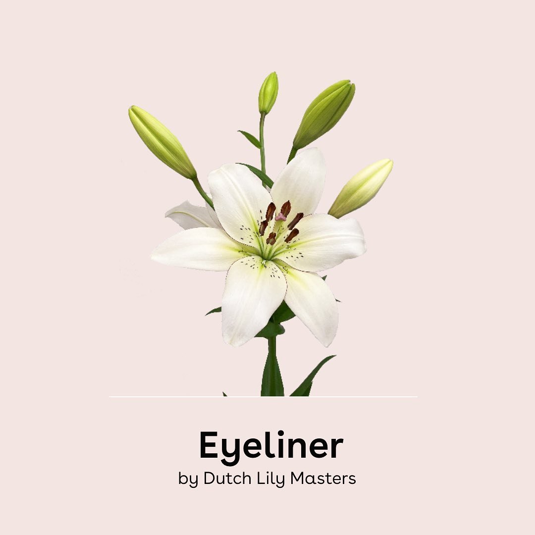 Dutchlilymaster's tweet photo. MEET OUR YOUGNEST GENERATION...
These colorful creations are a delight to the eye and will put a smile on your face! And the flowers are fragrance free. Ideal for sensitive noses. https://t.co/8Qip0x7GsG