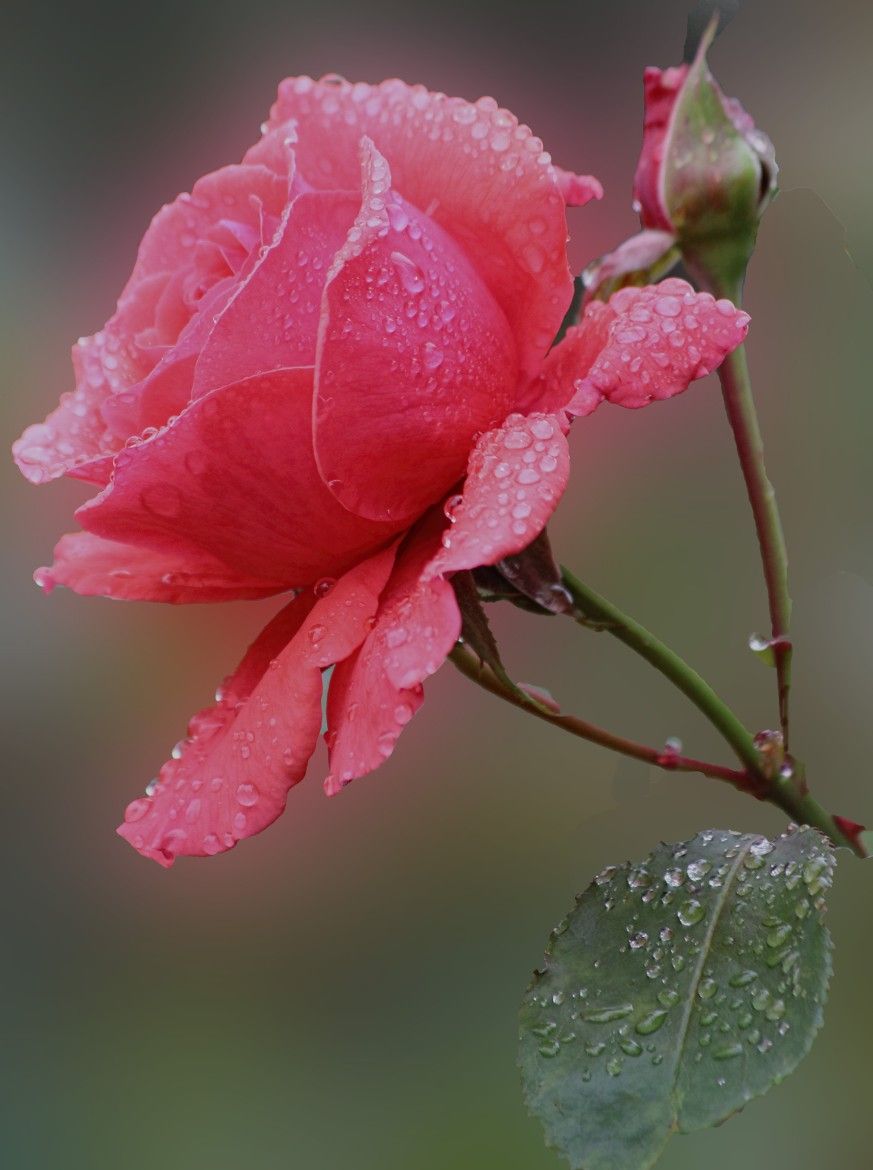 MarcusBerginGardening tweet media