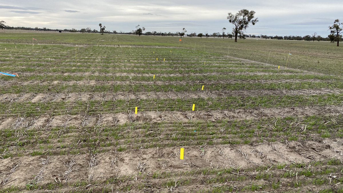 Plenty to see in the Mateno Complete trial at Bordertown. Early Post Emergent spray just gone on, as the crop hits 2-3 leaf. #BayerTrials