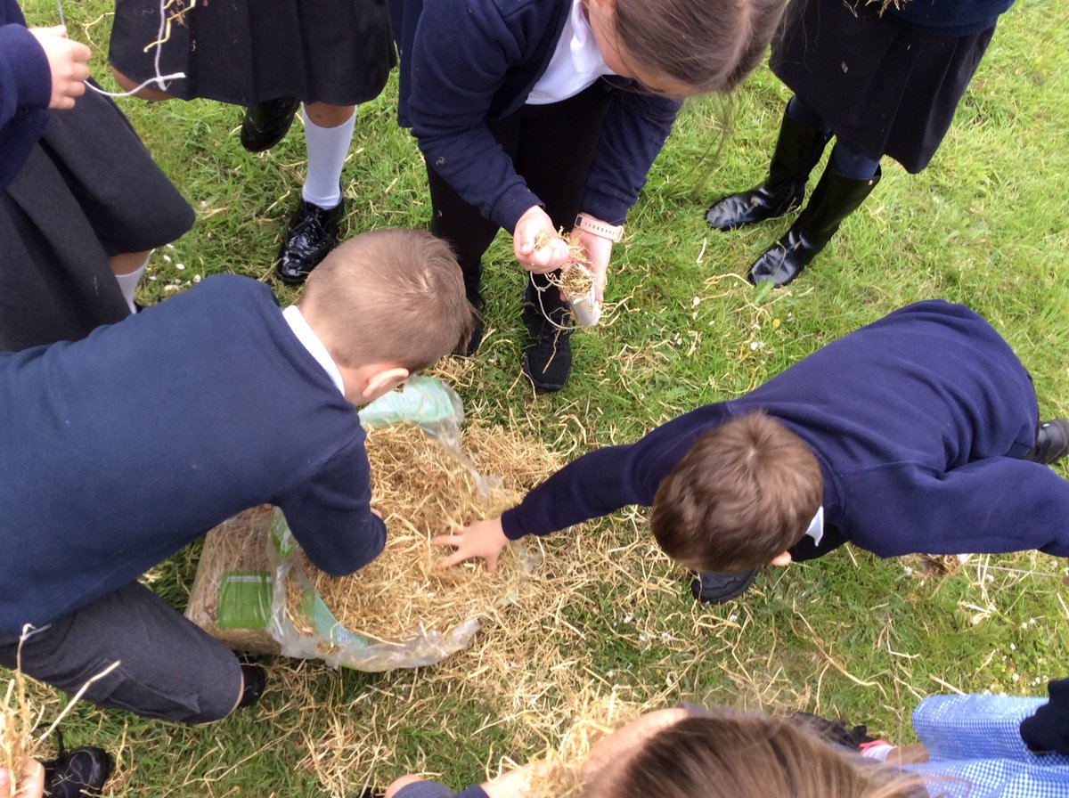 MrsGray82's tweet photo. @BartleyGreenWMP @QuintonWMP @RSPCAeducation thank you for another FANTASTIC morning, today we made a healthy lunch for the rabbits and some hay feeders for them to play with 😃 @paganelschool https://t.co/PUWs9fLiJD