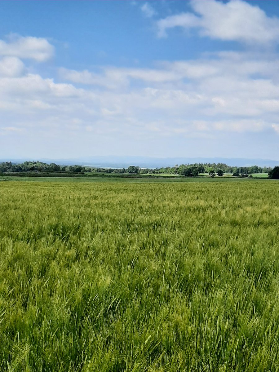 Great day for looking at winter barley trials.Trying to take my mind off tonight.Cmon Scotland.