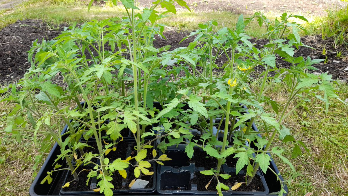 Lettuce show you what's growing in our wellbeing allotment: we've got a couple of heads of lettuce starting to sprout and our tomato plants look like they're ready for planting in the ground! <a href="/MHN_pure/">Mental Health Network</a> <a href="/StockportWin/">StockportWin</a> #onestockport