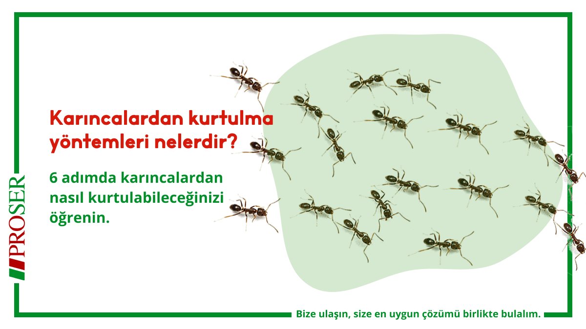 proserilaclama's tweet photo. 6 adımda karıncalardan
nasıl kurtulabileceğinizi öğrenin.

https://t.co/7hMmrEJuGa

Bize ulaşın, size en uygun çözümü birlikte bulalım.  
📞  02122812141 - 05323342865
📩  proser@proserilaclama.com
🌐  https://t.co/OzBNrJMYUi https://t.co/BmaoAh3irx