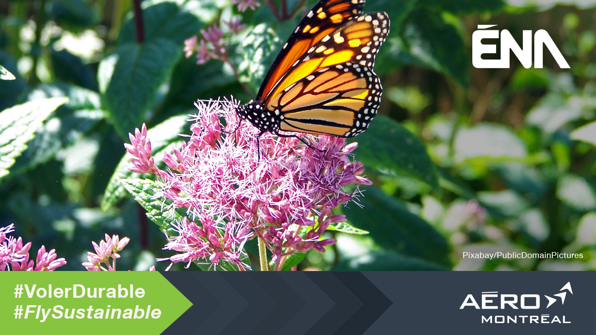 AeroMontreal's tweet photo. Did you know? The Centre technologique en aérospatiale is developing green solutions from a weed! CTA is working on a project to manufacture thermosetting composite materials from natural milkweed fibres. #Flysustainable #aerospace #innovation https://t.co/3Kx4X3GkzJ
