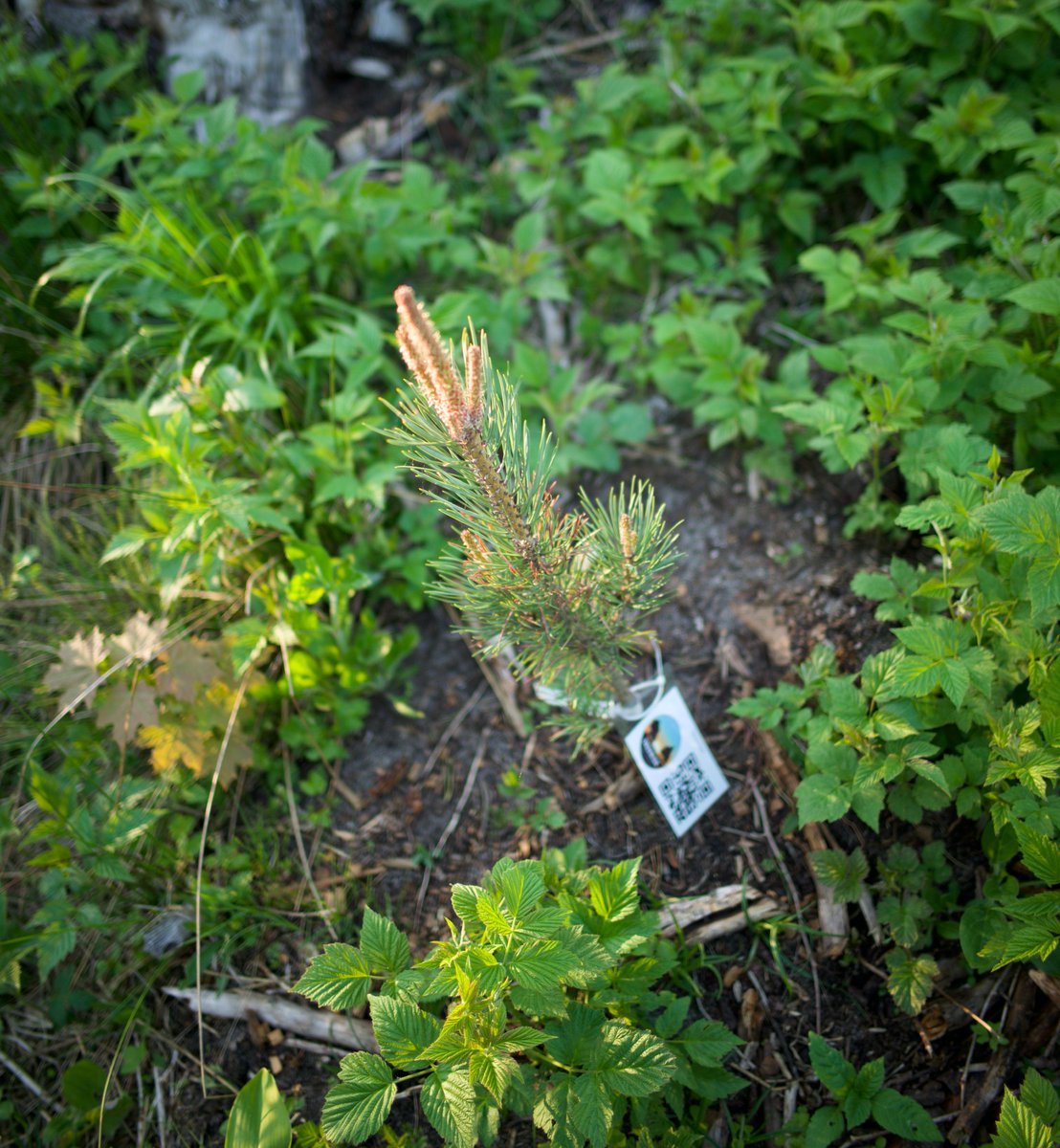 TreeRiseNFT's tweet image. While cryptos are crashing, all our trees are rising☝️😎 Find your favourite from rarible.com/treerise and enjoy the stable growth🌱