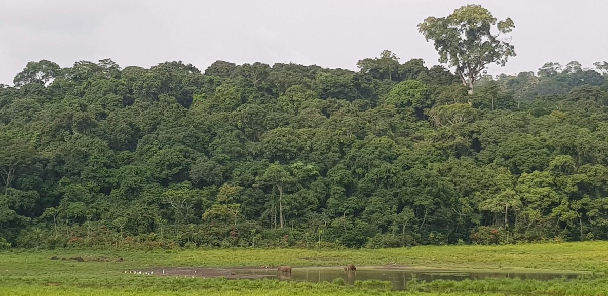 FrancisUNDP's tweet photo. A Game-Changer, setting New Standards 🇬🇦🇳🇴: #Gabon, a HFLD (high forest cover, low deforestation) country, changes the way we view carbon emmisions today with its 1st result-based payment of $17M (of a promised $150M) by #Norway for carbon sequestration + management. https://t.co/GqRUVKcNbg