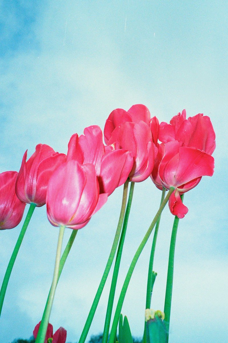 xDani_Brownx's tweet photo. For you 🌷

#madewithkodak @KodakProFilmBiz @kodakcameraclub  #kodakultramax400 #YashicaT3 #filmphotography https://t.co/Yo74ziqd5q