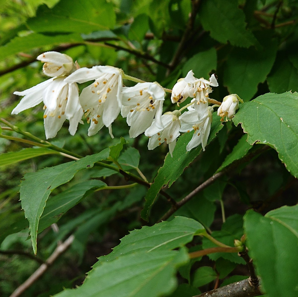 モロコ على تويتر ウツギ 初夏に白い花を咲かせるアジサイ科の落葉低木 山地などの日当たりの良い場所で見られる 葉は対生で細かい鋸歯がある また 雄しべの花糸には翼がある 枝が中空であることからその名が付いた 卯の花とも呼ばれる 植物 樹木 花