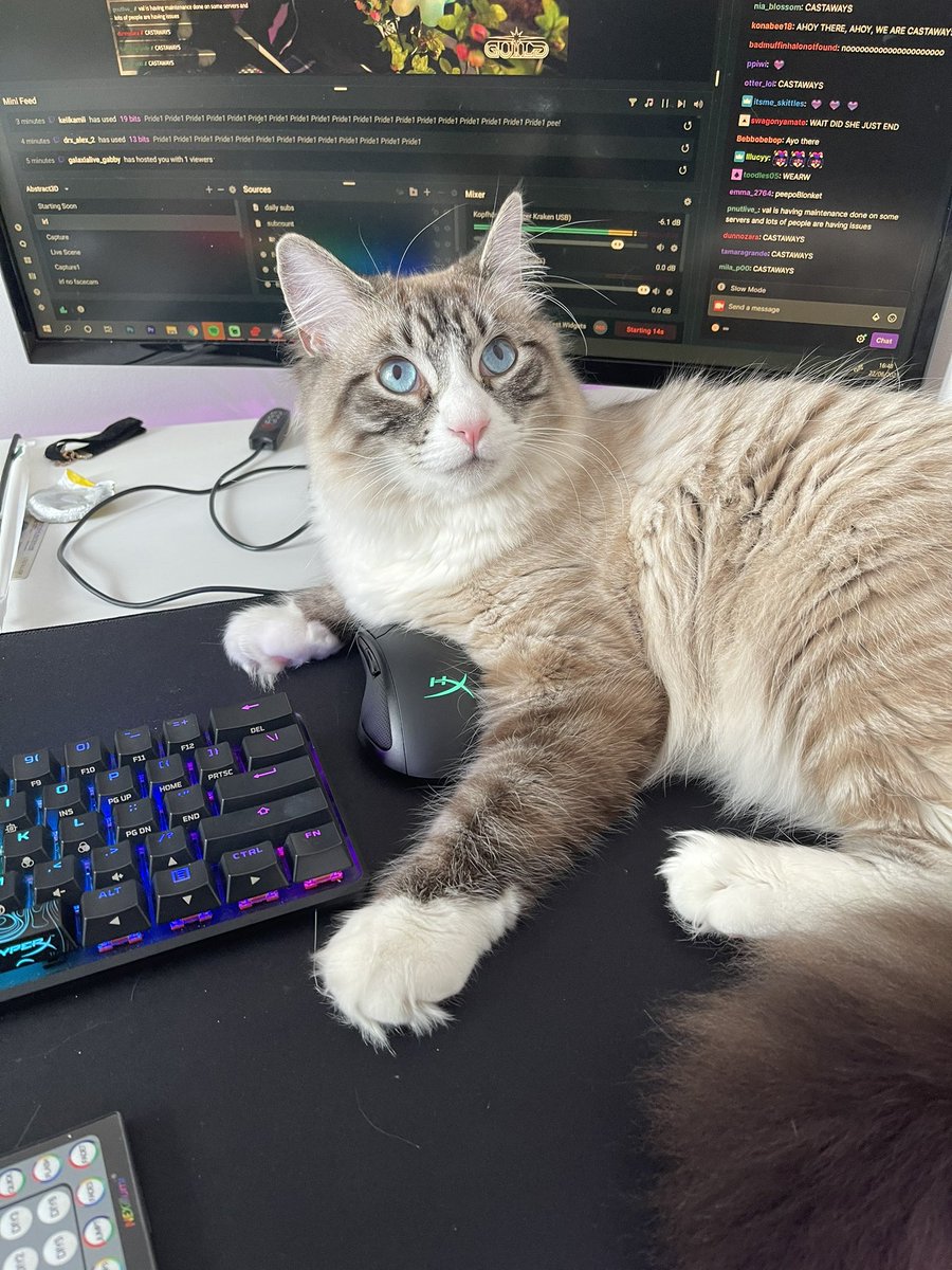 Nihachu's tweet photo. He is the streamer now https://t.co/QhrxImzURJ