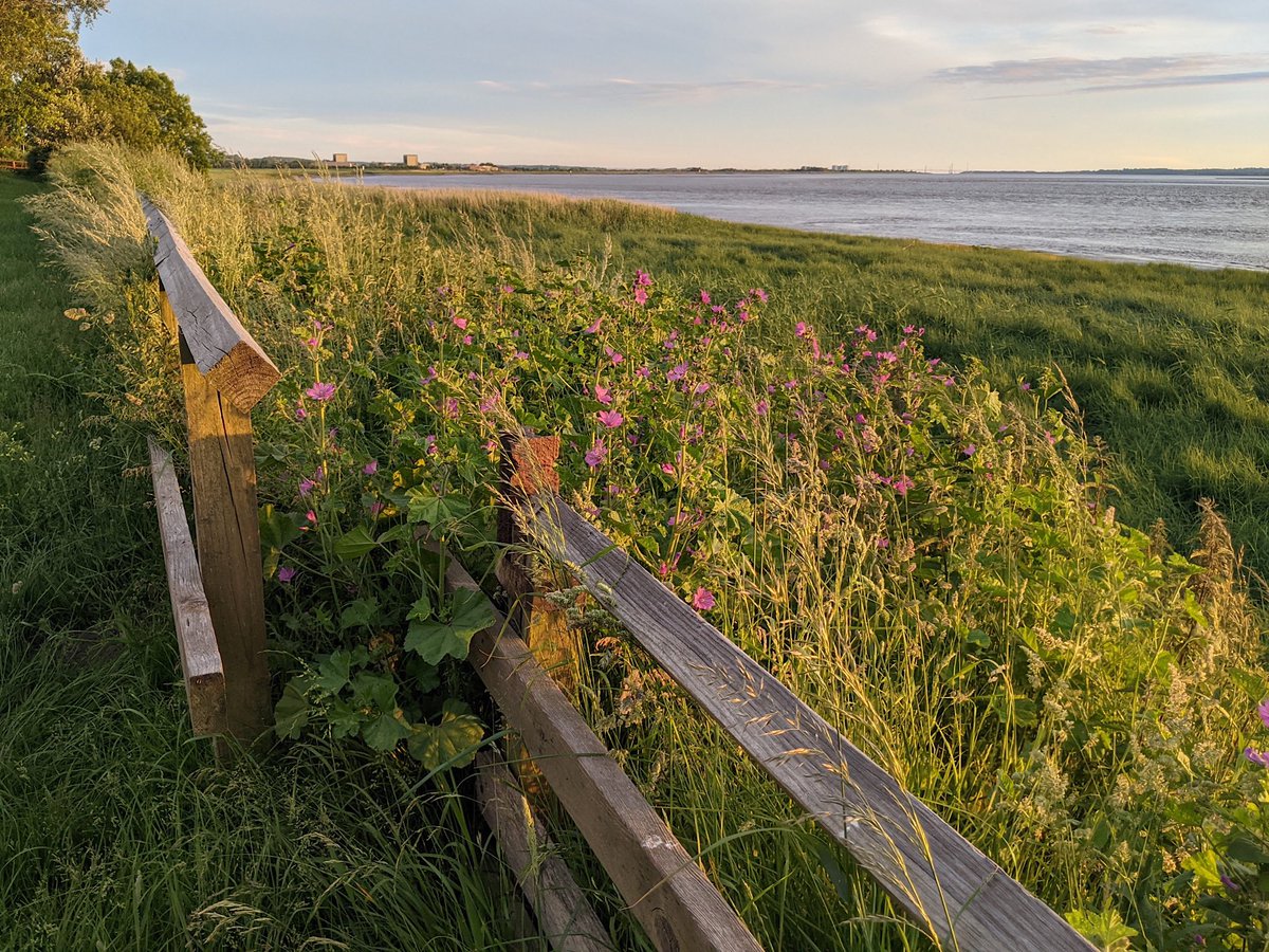 After a few days of grey skies, a sunny evening a week ago seems yonks away...  Severn from Sharpness... Severn bridges visible in far distance... Common Mallow flowering in foreground... #sunshine #wildflowers STOP PRESS as I was about to hit enter, the sun suddenly came out!!!