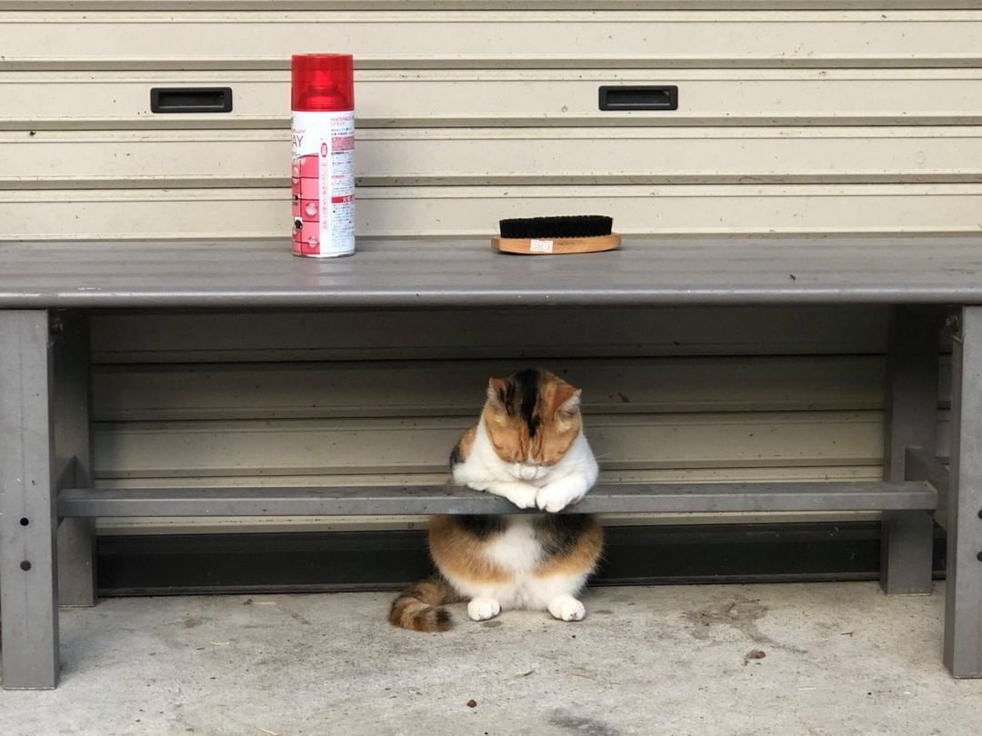 Meowed's tweet photo. From @ohgoodraiding

Me waiting for the coffee to kick in

#meowed #meowedofficial #TheMeowedClub https://t.co/LF9nxvKHDy