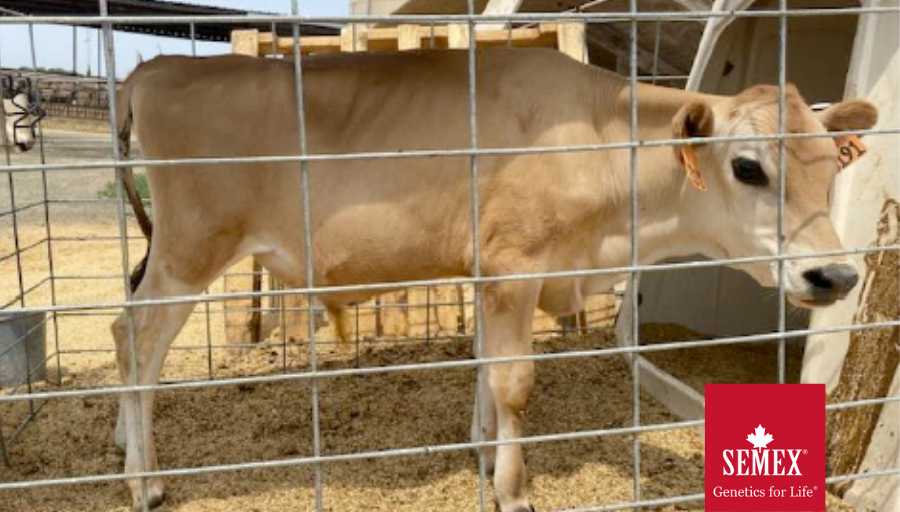 Semex's tweet photo. ๐ฅ๐ฅ๐ฅ Our Jersey Team is excited to announce the purchase of #1 CM$ polled Jersey bull BIGGIE-P from Rancho Teresita Dairy, Tulare CA. A leader in the non-polled population @ #28 for JPI & #29 for CM$! We're excited to have him on the team! ๐ฅ #semexgfl #jerseysrock https://t.co/AgZ5qhndtm