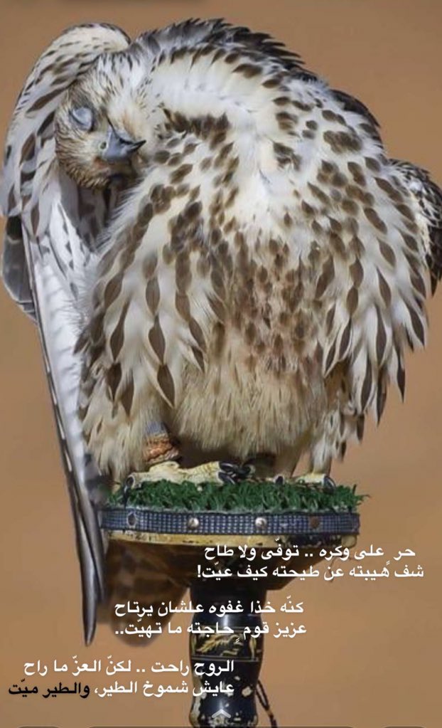 Shathabn's tweet photo. الروح راحت.. و العز و شموخ ماراح https://t.co/Bp42FWjCLN