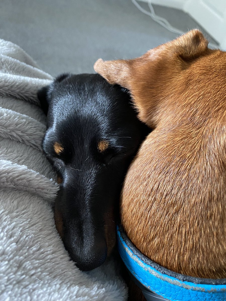 PatJohnson67's tweet photo. Looking particularly gorgeous this afternoon #sillysausages #sausagearmy #winterisback #callthissummer https://t.co/X54n6irW8d
