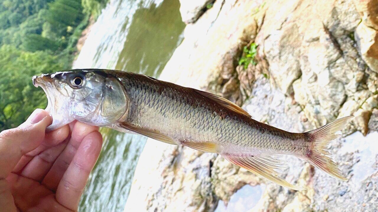 日本ウグイ協会 公式 على تويتر 地元ではあまり見かけない魚だったため 初めてハスを釣り上げたときは目を疑いました ケタバス 日本 ウグイ協会 ウグイング 淡水魚 釣り 日淡 渓流釣り 海釣り