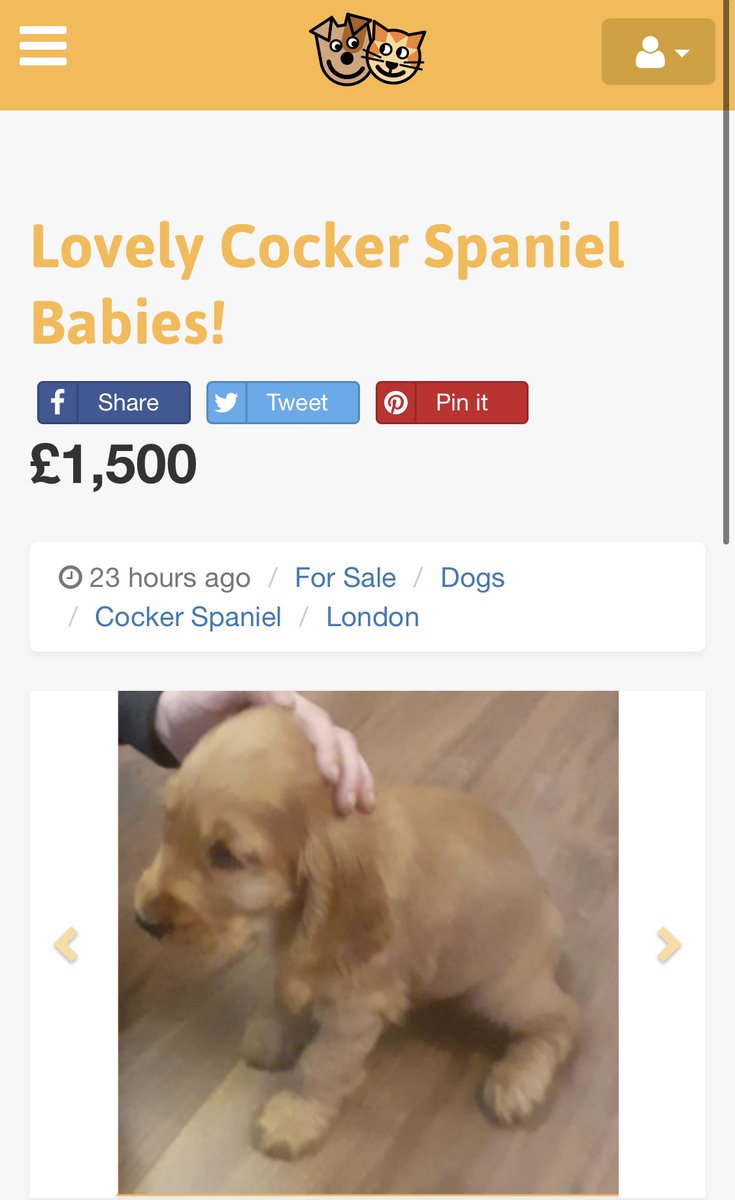 Thrilled to announce I've managed to list multiple ads on <a href="/pets4homes/">Pets4Homes</a> for puppies I don't have! They are in fact all copies of previous ads my team have found posted over the last 4 months by a gang we believe are smuggling puppies into the UK! Who wants a new coat?!  #bone2pick