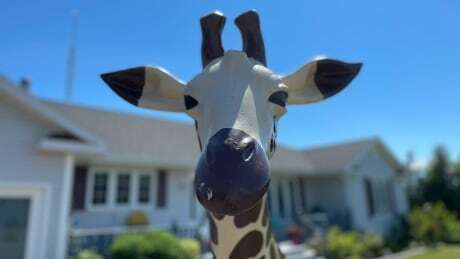 CBCPEI's tweet photo. Sparkles the giraffe back home in North Bedeque after neighbour spied it in a ditch https://t.co/94mX3GZ3jQ #pei https://t.co/mahFkbVVfF