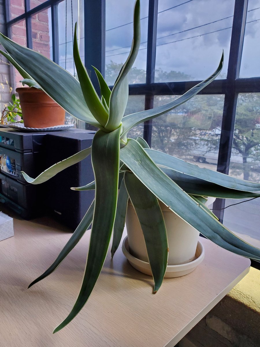 Weishuhn5's tweet photo. I keep waiting for my aloe plant to yell out "feed me, Seymour" #littleshopofhorrors
#igrewitfromaseed
#AloeVera https://t.co/qgyDCINuVZ