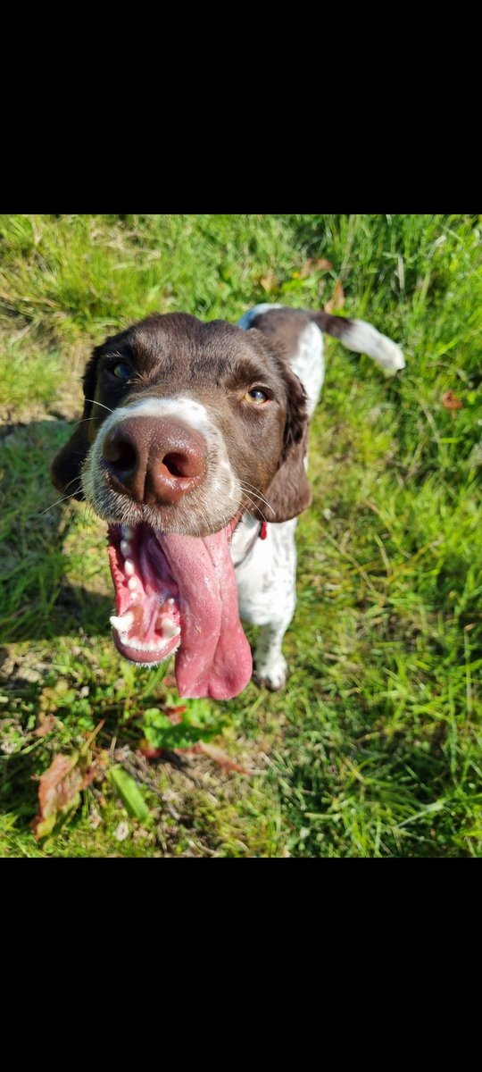 JonnyMc45388162's tweet photo. Rest day run out with these two #PDMoose #TPDHarper https://t.co/eY17CjyzUi