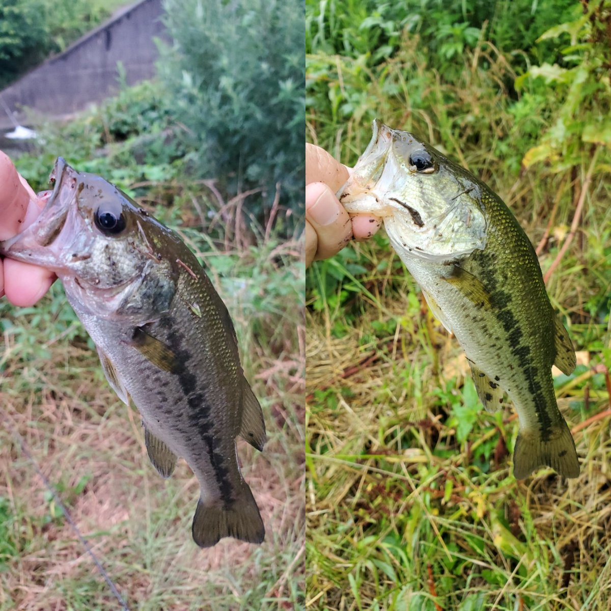 Hi ひーさん のバス釣りツイ 土曜日は朝だけ花見川でトップで出た良型逃してチビバス2本 昨日は初の三島湖に挑戦 前評判通り渋くて日の出 15時で4本でした サイトでたまたま仕留めたり カバーで釣ったり パターンが掴めず 全てdsでした 帰りに Hi ひーさん のバス釣りツイ 土曜日は朝だけ花見川でトップで出た良型逃してチビバス2本 昨日は初の三島湖に挑戦 前評判通り渋くて日の出 15時で4本でした サイトでたまたま仕留めたり カバーで釣ったり パターンが掴めず 全てdsでした 帰りに