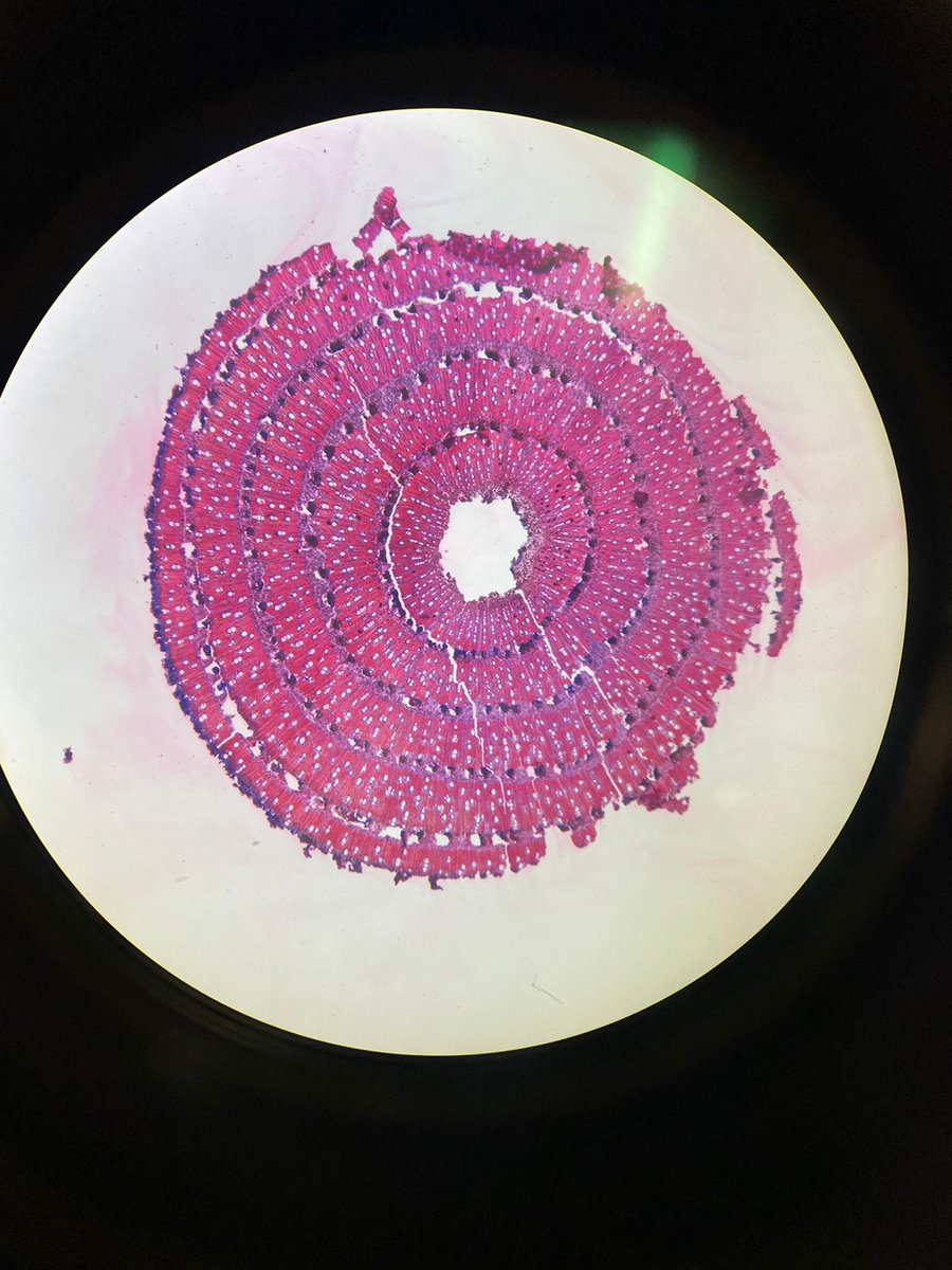 ForestsNew's tweet photo. Sneak peek at #mangrove vessel traits analysis. Major differences with terrestrial species make for more challenging prep and analysis. For one, much more brittle! #botany #ecology #plantphysiology #planttraits https://t.co/VovjGEQDX5