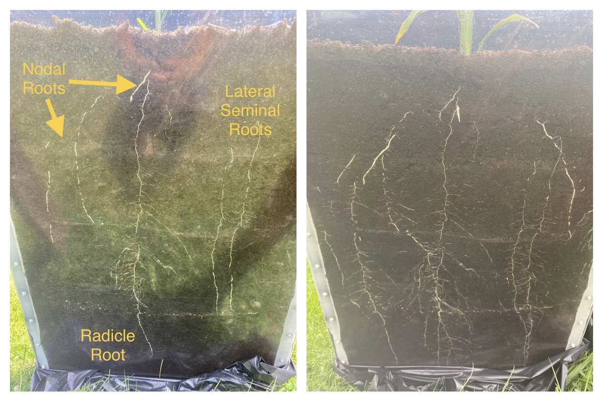 Revisiting root growth from V4-V6. Each set of nodal roots develops from the “crown” as a new leaf collar appears. The first 5 nodes will be stacked at or below the soil surface. First set of brace roots usually emerge from the 6th node