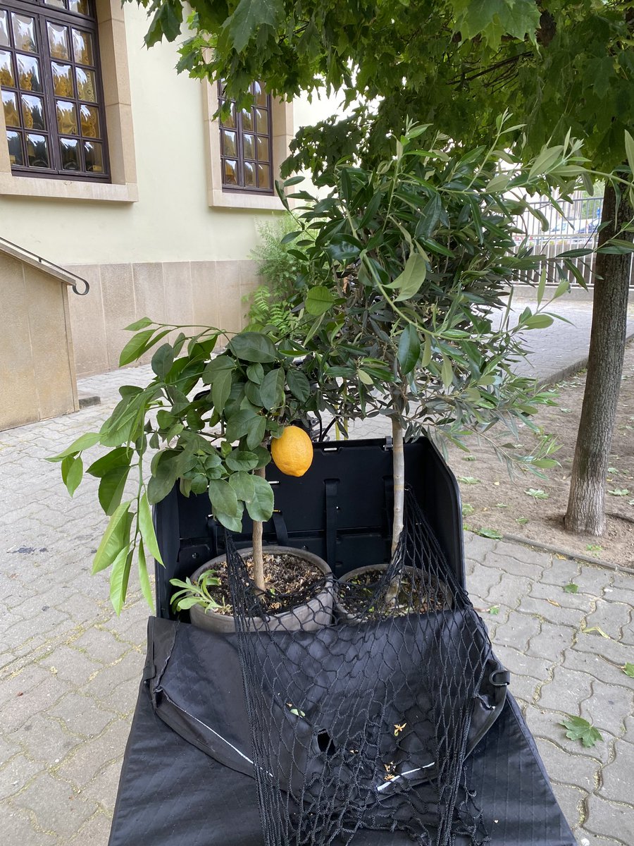 jxporto's tweet photo. Our β¦@larryvsharryβ© #bullitt #cargobike has taken my impulse buying to a new level. #levelup #lemonup #oliveup https://t.co/tGE04YXdHK