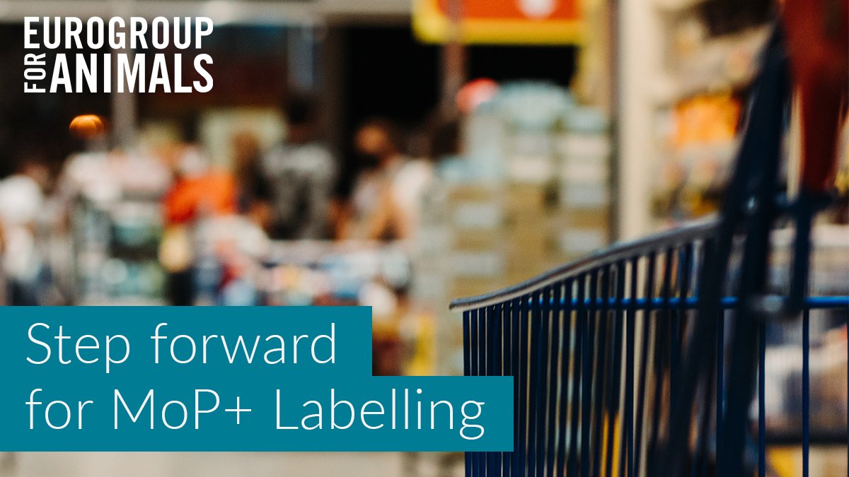 Act4AnimalsEU's tweet photo. Confirmed: Subgroup on labelling recommends moving forward with MoP+ food #labelling. 👏
 
As an #EU-wide #AnimalWelfare label MoP+ would provide:
 
✅ Greater transparency for consumers
✅ Better opportunities for farmers
✅ A progression framework to improve animal welfare https://t.co/VTPik4rX6E