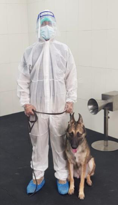 They have trained dogs to sniff COVID-19. A great new low-cost screening method!
nature.com/articles/s4200…