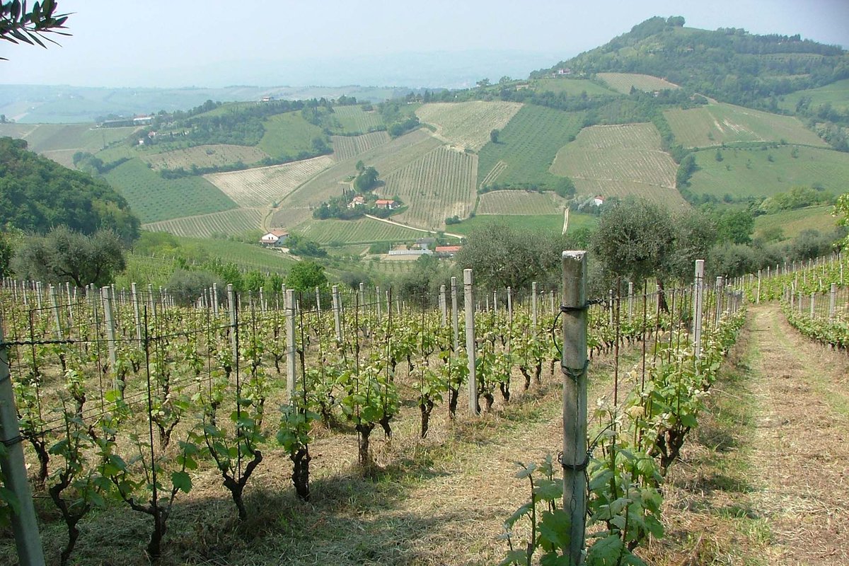 vineyardestates's tweet photo. Elegant and Crisp: The Indigenous #WhiteWine Grapes of Central #Italy @WineEnthusiast https://t.co/Ww6o0SKo9w today’s quality-minded producers make elegant, focused white wines that should be on every wine lover’s radar. #whitewine #italianwine https://t.co/Jcy0E0aol6