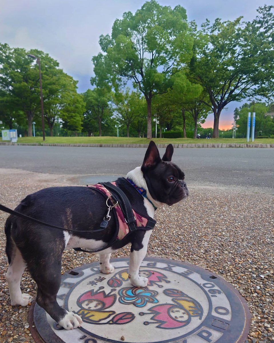 Hiraspp 夕方から鶴見緑地散歩 鶴見緑地に着いてから1時間ぐらいして雨雲アラームが鳴ったので 急いで家に帰ったら帰宅直後に雨が降ってきました スマホの雨雲アラームは結構優秀です フレンチブルドッグ Hiraspp 夕方から鶴見緑地散歩 鶴見緑地に着いてから1時間ぐらいして雨雲アラームが鳴ったので 急いで家に帰ったら帰宅直後に雨が降ってきました スマホの雨雲アラームは結構優秀です フレンチブルドッグ