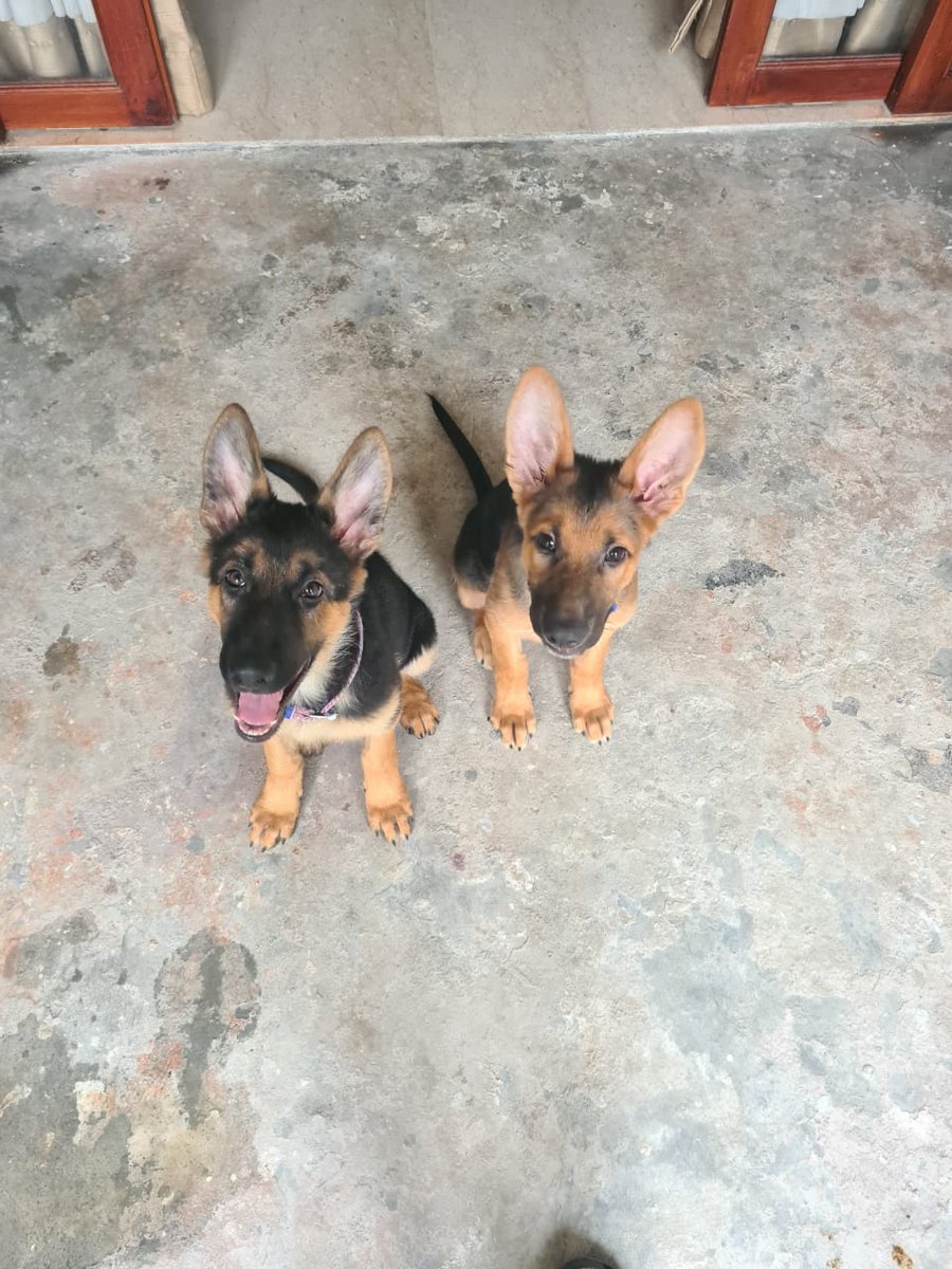 DevnaAgarwal's tweet photo. @PeriPeriZubairi Here you go. I have subscribed to a friends weekly dog pics mailing list. Enjoy! https://t.co/VS42DJPVX9