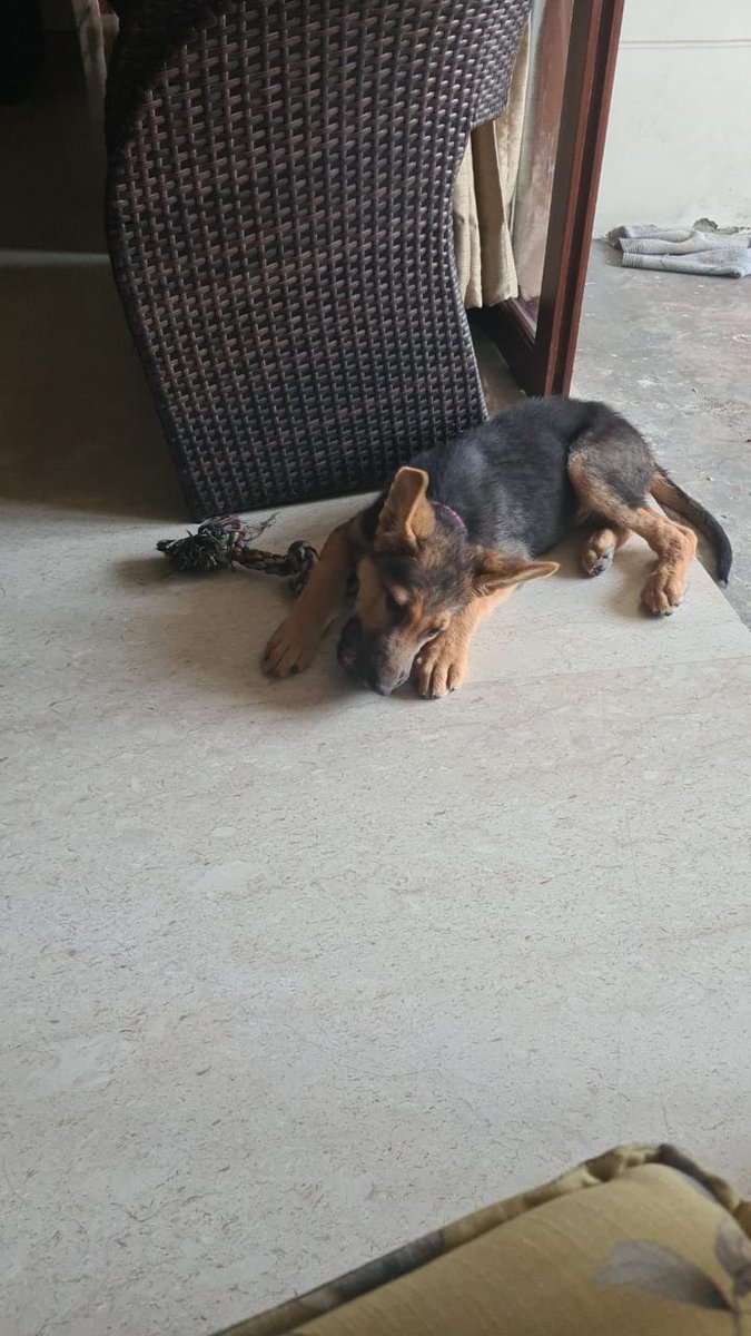 DevnaAgarwal's tweet photo. @PeriPeriZubairi Here you go. I have subscribed to a friends weekly dog pics mailing list. Enjoy! https://t.co/VS42DJPVX9