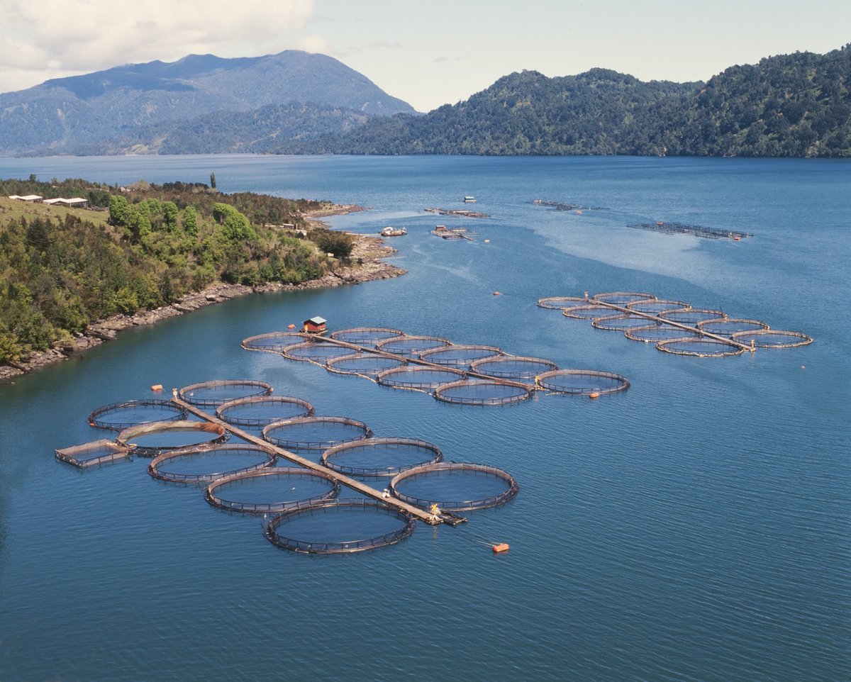 .<a href="/rob_mcfarling/">Rob McFarling</a> explores the potential application of epigenetics in tackling disease in #aquaculture and whether early animal life conditions hold the key to future food security <a href="/UniofExeter/">University of Exeter</a> <a href="/Fish_Genomics/">Eduarda Santos</a> <a href="/IoannaKa/">Ioanna Katsiadaki</a> <a href="/aquagenomics/">Ronny van Aerle</a> @lindsayC94 #CefasStudents