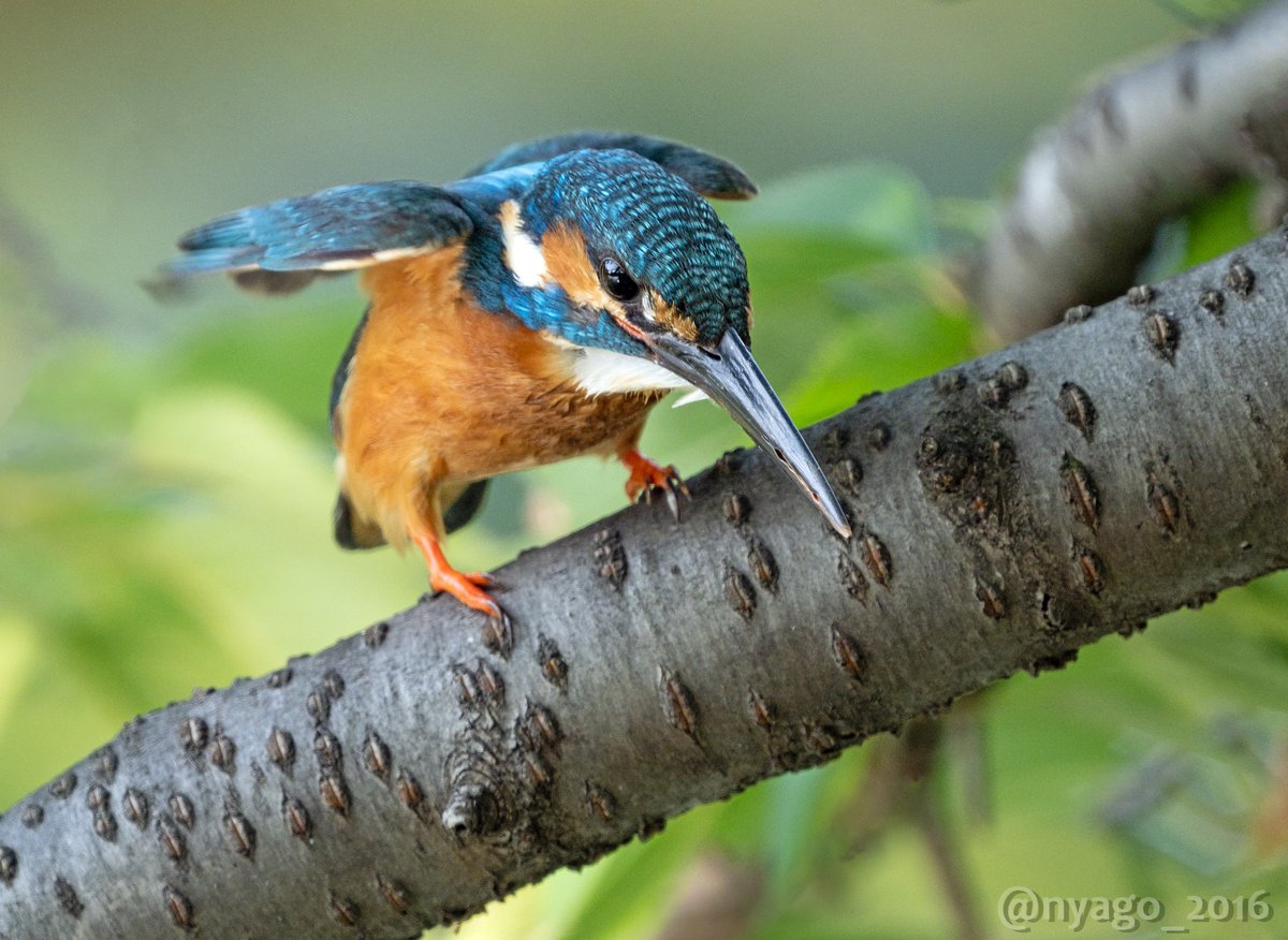 Nyago 飛び込もうとする カワセミ ちゃん 翡翠 Kingfisher 鳥 野鳥 Bird Wildbird Nyago 飛び込もうとする カワセミ ちゃん 翡翠 Kingfisher 鳥 野鳥 Bird Wildbird
