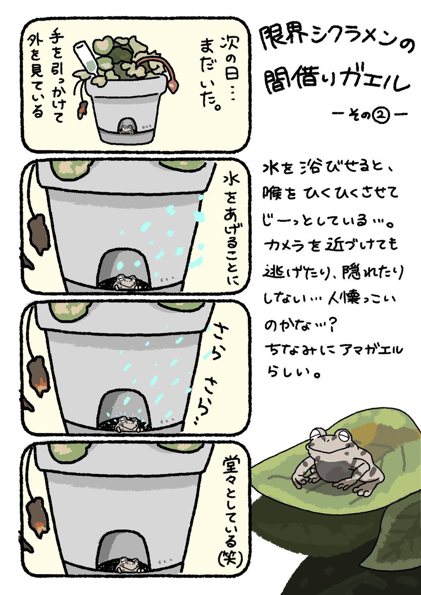 友達の家に住んでいるカエルの話。
限界シクラメンは、見れば見るほど廃墟っぽくて好き🐸

#限界シクラメンの間借りガエル
#カエル #アマガエル 
