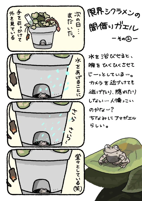 友達の家に住んでいるカエルの話。
限界シクラメンは、見れば見るほど廃墟っぽくて好き🐸

#限界シクラメンの間借りガエル
#カエル #アマガエル 
