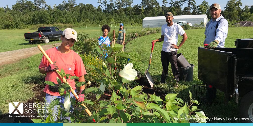 A chance meeting 17 years ago between a Xerces staffer and an NRCS biologist has blossomed into a nationwide partnership and resulted in the creation of more than 1,000,000 acres of habitat on the ground across the U.S.

buff.ly/3gCbYhQ