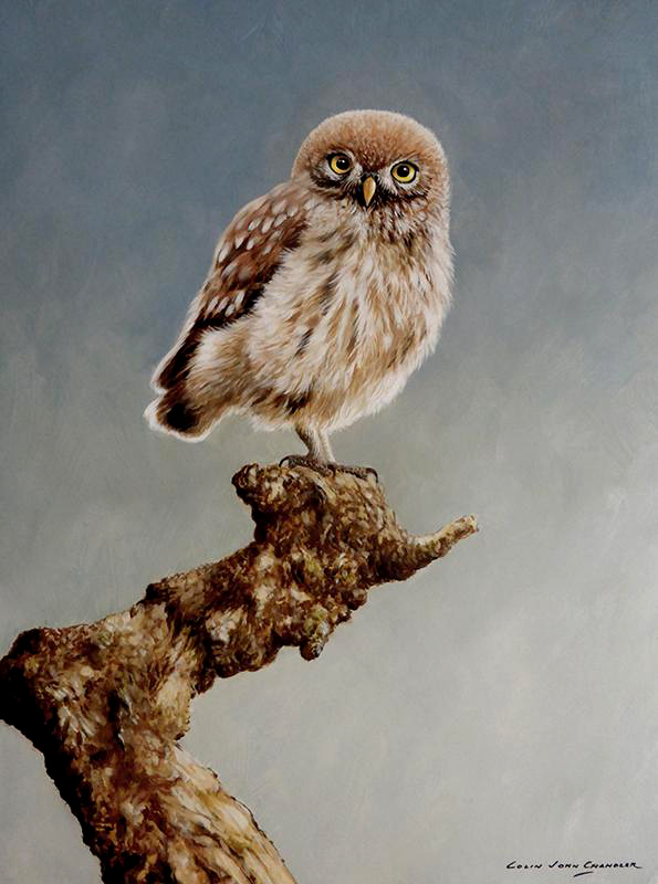john_wildlife's tweet photo. Young Little Owl  16 by 12 inches Oil on Panel
#wildlife #artwork #ArtistOnTwitter #art #painting #paintings https://t.co/ZrNrIUVBk3