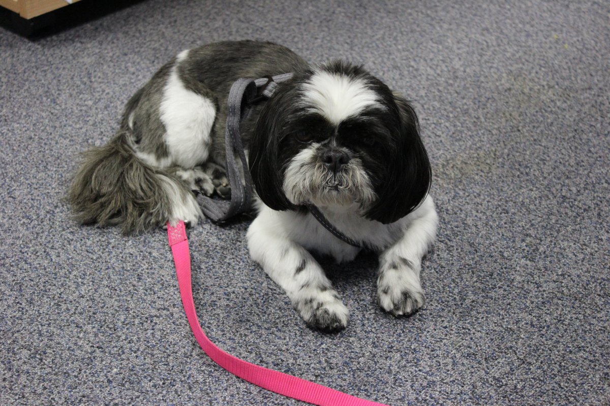 deaneryhigh's tweet image. As part of World Mental Health Awareness Week, Minnie is in school to provide some emotional support to staff and pupils @deaneryhigh