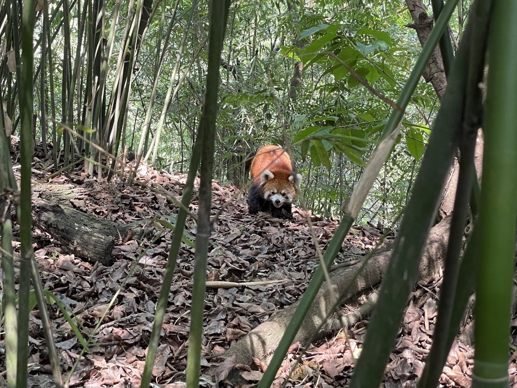 小熊猫真好玩