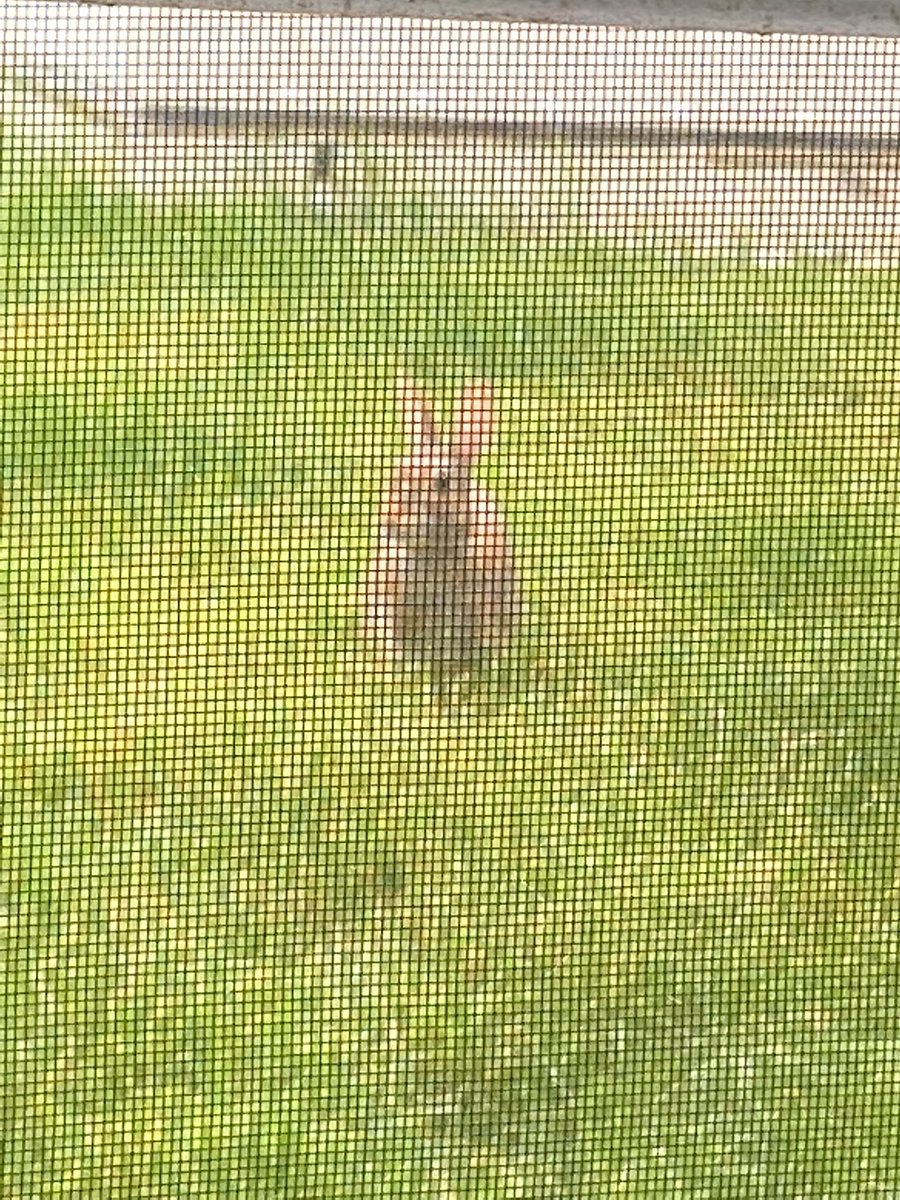 PapaliaMeier's tweet photo. 6 miles this morning on the #zerorunner Octane Fitness had a little #bunny watching my workout this morning. #thetoelessrunner #YLimbityourself #running #goals @octanefitness https://t.co/ztdcrr34bp