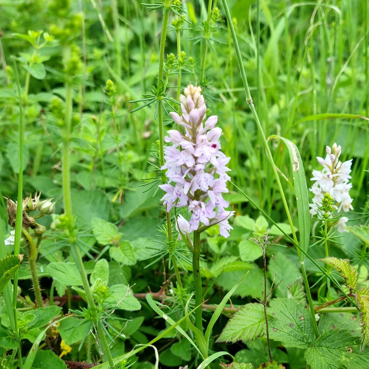 QueenswoodSTEM's tweet photo. Wild orchids and successful succession  @FSCJuniperHall . #enrichment2021 #alevelbiology #plants https://t.co/HfB9Y6h2QC